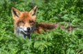 Red Fox - Vulpes vulpes in undergrowth