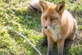 Red fox, Vulpes vulpes