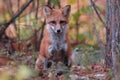 Red Fox, Vulpes Vulpes Royalty Free Stock Photo