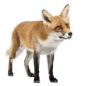 Red Fox, Vulpes vulpes, 4 years old