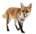 Red Fox, Vulpes vulpes, 4 years old