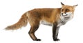 Red Fox, Vulpes vulpes, 4 years old