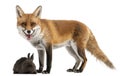 Red Fox, Vulpes vulpes, 4 years old, playing Royalty Free Stock Photo