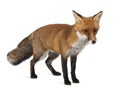 Red fox, Vulpes vulpes, 4 years old, standing Royalty Free Stock Photo