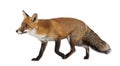 Red fox, Vulpes vulpes, 4 years old, walking Royalty Free Stock Photo