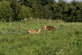 RED FOX vulpes vulpes, ADULT FIGHTING, NORMANDY IN FRANCE