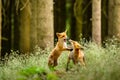 Red fox, vulpes vulpes, adult fox with young czech republic