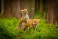 Red fox, vulpes vulpes forest