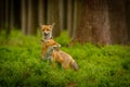 Red fox, vulpes vulpes forest