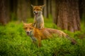 Red fox, vulpes vulpes forest