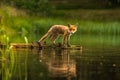 Red fox, vulpes vulpes forest