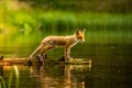 Red fox, vulpes vulpes forest