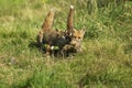 RED FOX vulpes vulpes, ADULT KILLNG A PARTRIDGE, NORMANDY IN FRANCE