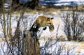 RED FOX vulpes vulpes, ADULT LEAPING FROM TREE TRUNCK, CANADA