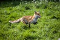 RED FOX vulpes vulpes, ADULT RUNNING THROUGH MEADOW, NORMADY