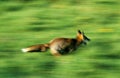 RED FOX vulpes vulpes, ADULT RUNNING, NORMANDY IN FRANCE