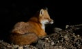 Red fox Vulpes vulpes in Algonquin Park, Canada in autumn Royalty Free Stock Photo