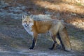 A Red fox Vulpes vulpes in Algonquin Park, Canada in autumn Royalty Free Stock Photo