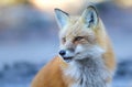 Red fox Vulpes vulpes in Algonquin Park in Canada Royalty Free Stock Photo