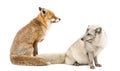 Red Fox, Vulpes vulpes and Arctic Fox, Vulpes lagopus, sitting