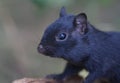 Black chipmunk Royalty Free Stock Photo