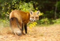 Red fox in autumn forest in Algonquin Park, Canada