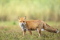 Red Fox Vulpes vulpes in autumn scenery, Poland Europe, animal walking among winter meadow in amazing warm light Royalty Free Stock Photo
