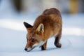 Red fox Vulpes vulpes beautiful young fox very close up sniffing in the snow in the wild landscape