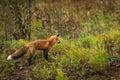 Red Fox Vulpes vulpes in Bottom Left Hand Corner Looking Back Royalty Free Stock Photo