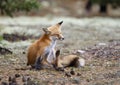 A Red fox Vulpes vulpes with a bushy tail having a good scratch in the forest in Algonquin Park , Canada in autumn Royalty Free Stock Photo