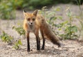 A Red fox Vulpes vulpes with a bushy tail hunting in a pine tree forest in Algonquin Park, Ontario, Canada in the autumn moss Royalty Free Stock Photo