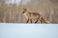 Red fox Vulpes vulpes with a bushy tail hunting in the snow Royalty Free Stock Photo