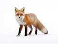 Red fox Vulpes vulpes with bushy tail isolated against a white background walking in the fallen snow in Algonquin Park, Canada Royalty Free Stock Photo