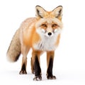 Red fox (Vulpes vulpes) with a bushy tail isolated on white background hunting in the freshly fallen snow in Algonquin Made Royalty Free Stock Photo