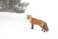 A Red fox Vulpes vulpes with a bushy tail and orange fur coat isolated on white background hunting in the freshly fallen snow in Royalty Free Stock Photo