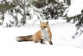 A Red fox Vulpes vulpes with a bushy tail and orange fur coat isolated on white background hunting in the freshly fallen snow in