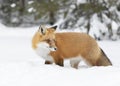 A Red fox Vulpes vulpes with a bushy tail and orange fur coat isolated on white background hunting in the freshly fallen snow in Royalty Free Stock Photo