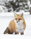 A Red fox Vulpes vulpes with a bushy tail and orange fur coat isolated on white background hunting in the freshly fallen snow in Royalty Free Stock Photo