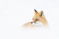 A Red fox Vulpes vulpes with a bushy tail and orange fur coat isolated on white background hunting in the freshly fallen snow in