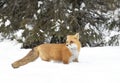 A Red fox Vulpes vulpes with a bushy tail and orange fur coat isolated on white background hunting in the freshly fallen snow in Royalty Free Stock Photo