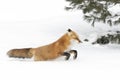 A Red fox Vulpes vulpes with a bushy tail and orange fur coat isolated on white background running in the freshly fallen snow in Royalty Free Stock Photo