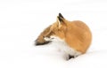 A Red fox Vulpes vulpes with bushy tail walking through the snow in Algonquin Park in Canada Royalty Free Stock Photo