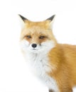 A Red fox Vulpes vulpes with bushy tail walking through the snow in Algonquin Park in Canada