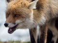 Red fox (Vulpes vulpes) close-up portrait Royalty Free Stock Photo