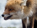 Red fox (Vulpes vulpes) close-up portrait Royalty Free Stock Photo