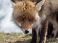 Red fox (Vulpes vulpes) close-up portrait Royalty Free Stock Photo