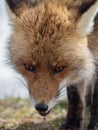 Red fox (Vulpes vulpes) close-up portrait Royalty Free Stock Photo