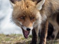 Red fox (Vulpes vulpes) close-up portrait Royalty Free Stock Photo