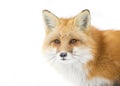 A Red fox Vulpes vulpes closeup in Algonquin Park in winter in Canada Royalty Free Stock Photo