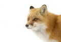 A Red fox Vulpes vulpes closeup in winter snow in Algonquin Park, Canada Royalty Free Stock Photo